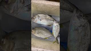 Trevally Fish Catch Report adventure fishing trevallyfish mancing [upl. by Serrell]