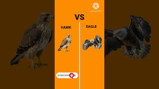 Wait For End 😱 Hawk Vs Eagle [upl. by Ellehcam]