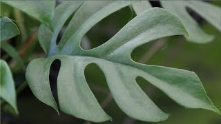 Plant Hunter Stories  Mini Monstera Rhaphidophora tetrasperma  Costa Farms Trending Tropicals® [upl. by Woodruff180]