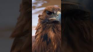 Golden eagle western Mongolia [upl. by Tekcirk468]