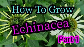 How to grow echinacea part 1 [upl. by Bonney]