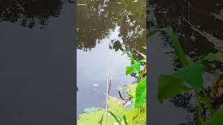 The best way to hook fishing in pond Part888 fishing shorts [upl. by Atirac]