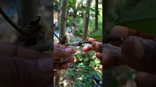 Amazing grafting skills shorts [upl. by Keri]