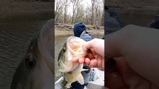 Crappie lures catch big bass shorts bassfishing bassfishinglife crappie mississippi [upl. by Noni]