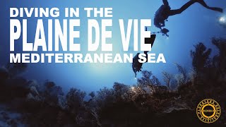 Plongée sur un sec  Plaine de vie septembre 2024 diveexplo360 [upl. by Akimehs]