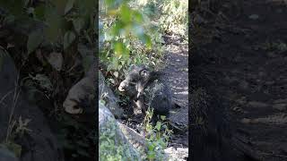 Thirsty Javelinas visit a Spring westtexas wildlife [upl. by Ojybbob]