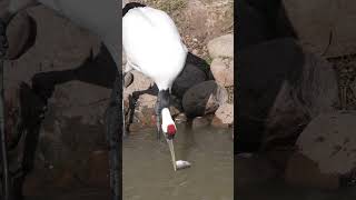 Elegant redcrowned crane wash the fish before eating [upl. by Erastes447]