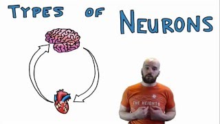 Types of Neurons  Structural and Functional Classes [upl. by Roumell]