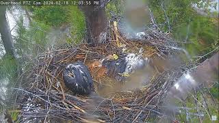 Captiva Eagle Cam 18022024 1151 [upl. by Teodorico250]