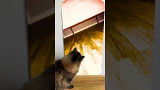 Cat reaction to 😱 Just a friend under the bed🤪😲Skibidi Toilet Song shorts monster creepy scarry [upl. by Akitnahs]