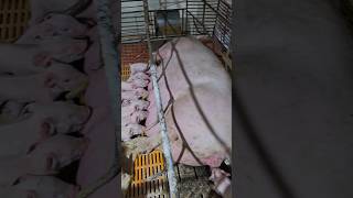 Piglets and mothers viralvideo youtubeshorts heo pig animals [upl. by Udenihc]