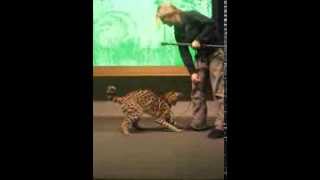 Serval cat jumps 10 ft [upl. by Infeld]