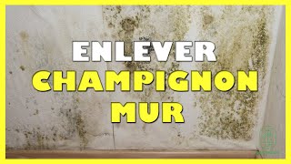 Comment enlever champignon mur [upl. by Fondea358]