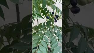 My Beautiful Home Garden Murraya Rutaceae Curry leaf plant viralgardeningnature plantsfruit [upl. by Henryetta]