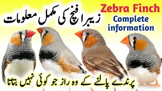 Zebra Finch breeding tips  Zebra Finch bird food list and Nest box cage setup  Zebra Finch care [upl. by Unni713]