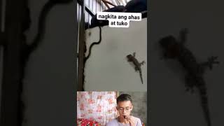 TOKAY GECKO VS SNAKE reaction [upl. by Rosa713]