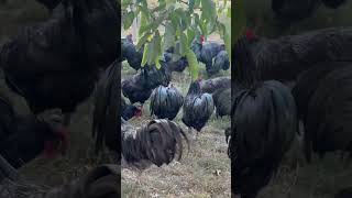 My kings chicken viralvideo funny farming black chickensshow art [upl. by Annoda]