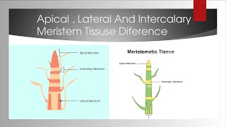 difference between Apical Intercalary And Lateral Meristem tissue [upl. by Zetrauq]