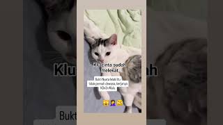 Kucing nenen 😃 [upl. by Mcdowell]