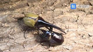 Megasoma actaeon vs Dynastes hercules [upl. by Tertia573]