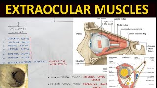 Extraocular Muscles Anatomy 12  Head amp Neck Anatomy [upl. by Allissa]