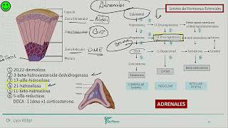 Endocrinología  Hiperparatiroidismo primario fisiologia adrenal insuf suprarrenal [upl. by Annunciata]