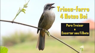 Trincaferro 4 Notas Boi para treinar e encartar seu filhote [upl. by Roberto320]