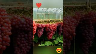 Growing grapesgreenhouse fruit grapevine usa wine [upl. by Eiuqram]