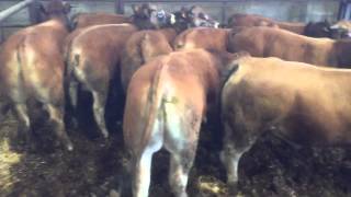 Bovin export Aubrac Viande [upl. by Onaicilef]