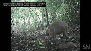 A silverbacked chevrotain is caught on camera in Vietnam  Science News [upl. by Orlan]