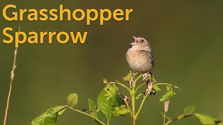 Grasshopper Sparrow Secretive Singer [upl. by Nyrehtac378]