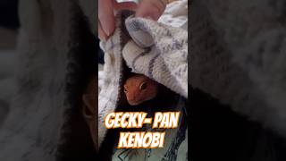 GeckyPan Kenobi leopardgeckos starwars reptiles geckos lieutenantpancake [upl. by Blumenfeld]