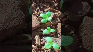 Nicotiana Rustica seedlings farming tobacco shorts youtubeshorts foryou [upl. by Gasparo]