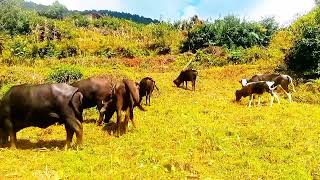 shepherd life walking the cow going to forestvillage life style [upl. by Tirma]