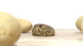 Rain frog Today is another peaceful potato land [upl. by Horter373]