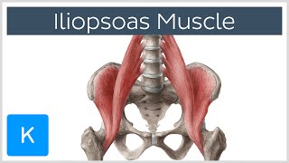 Iliopsoas Muscle Action  Function Anatomy amp Innervation  Human Anatomy  Kenhub [upl. by Naellij]