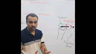 Circadian rhythm  Hypothalamus [upl. by Dlaregztif]