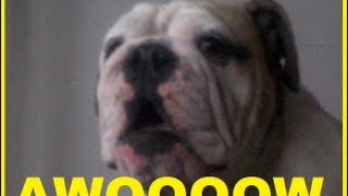 GUARANTEED TO MAKE YOUR DOG HOWL ◄ BULLDOG SINGING A SONG [upl. by Magna]