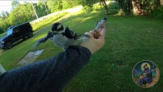 Mr Hairy Woodpecker and Offspring June162024 [upl. by Fanchan98]