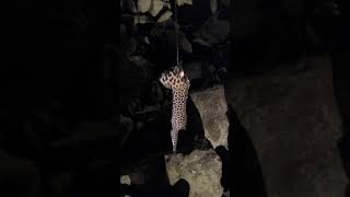 Mumbai Rock fishing🎣 phir se leopard eel aagaya🤯🤯youtubeshorts fishing eel [upl. by Oicnanev]