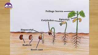 How TO Draw Seed Germination [upl. by Namolos]