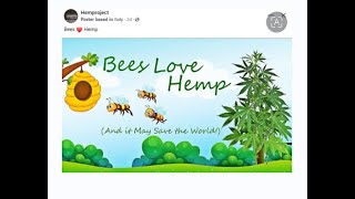 GEOENGINEERING WATCH DANE WIGINGTON REDUCTION OF BEES amp BUGS WHEN THEY GO WE GO [upl. by Akihc]