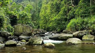 Forest River flowing in the Morning 4kbirds chirping relaxes improves brain performance [upl. by Ankney]