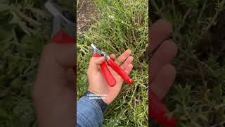 Pruning back Perennial Herbs for FRESH Harvest [upl. by Clim]