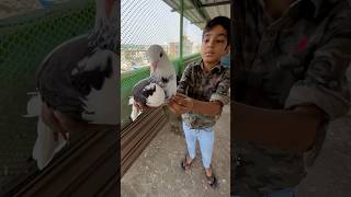 Trap karke kabutar pakad he Nahi paya 😱 Kabutar uddd gayaaa 😍😭😭 Talha Ali Vlogs [upl. by Hyo825]