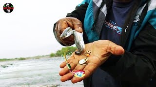 Pesca De Pejerrey En Río  Pesca Pejerrey con Cucharrilla [upl. by Essyla530]