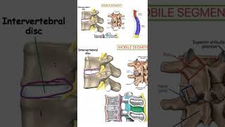 Mobile segment vertebral column BIOMECHANICS [upl. by Nylave]