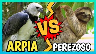 AGUILA ARPIA CAZANDO PEREZOSO [upl. by Egres]