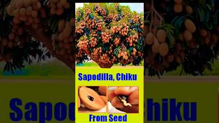 विज से चिकू का पौधा घर पे कैसे उगाएँsapodilla chikoo growing from seeds shorts chikoo [upl. by Recha]