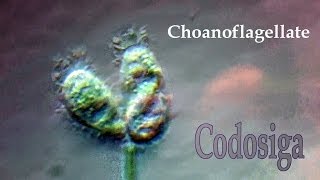 Choanoflagellate Codosiga mix [upl. by Alyakam]